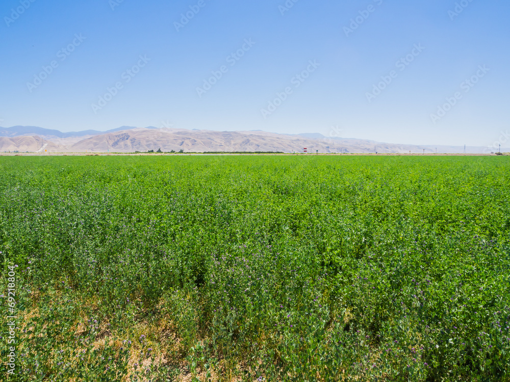 landscape of green field in California