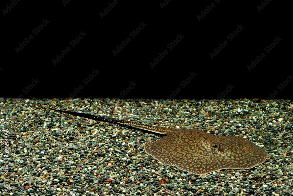 アマゾン淡水エイ」の写真素材 | 9件の無料イラスト画像 | Adobe Stock