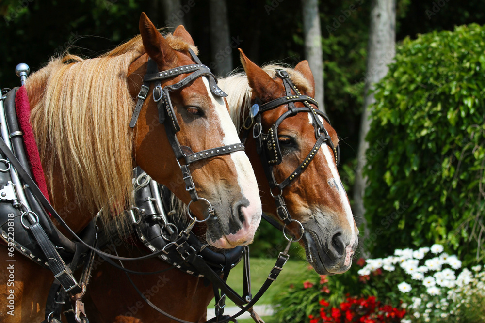 Team of two draft horses on Mackinac Island Team of two draft horses on Mackinac Island