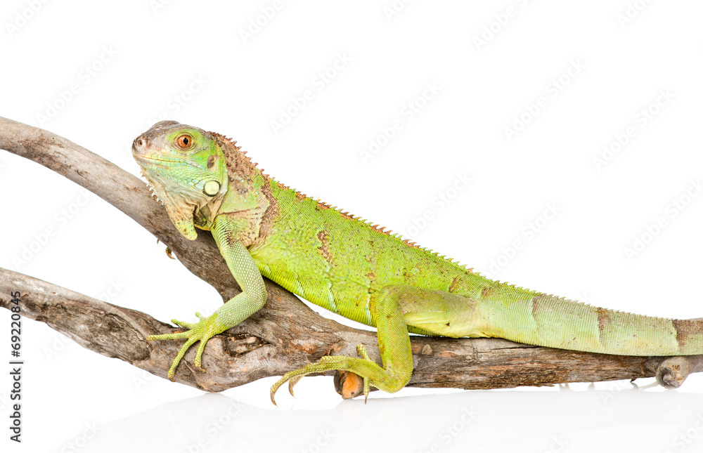 Fototapeta premium green iguana crawling on dry branch. isolated on white backgroun