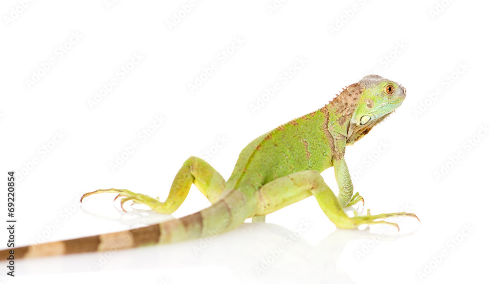 Naklejka premium zielony iguana widok z tyłu. na białym tle