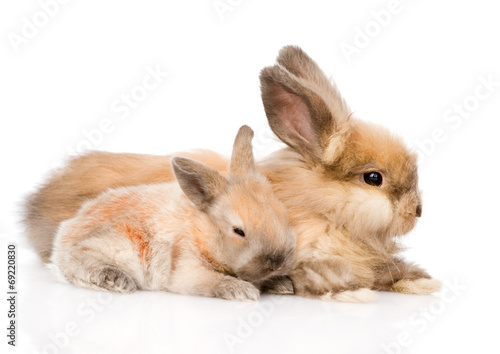 Two cute rabbits in profile. isolated on white background