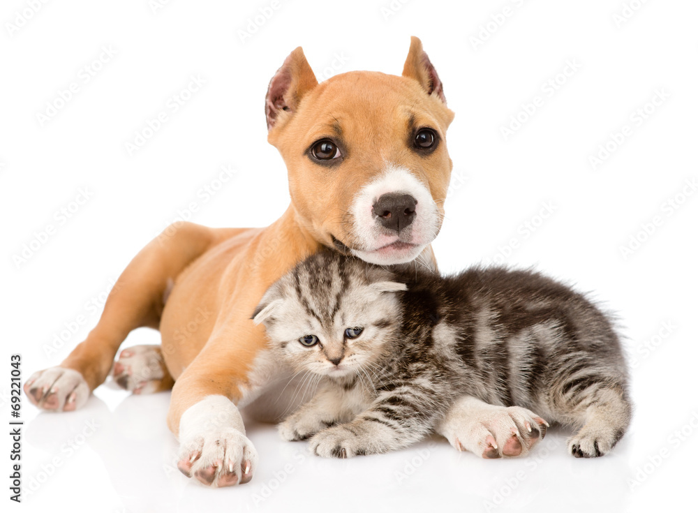 kitten and puppy together. isolated on white background kitten and puppy together. isolated on white background