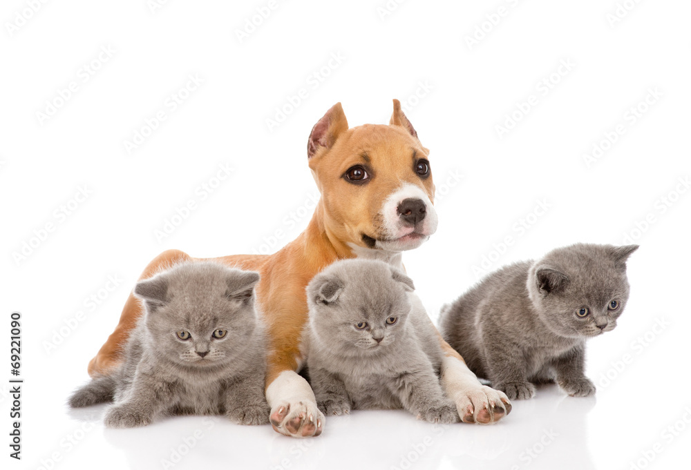 Obraz premium stafford puppy and three kittens lying together. isolated on whi
