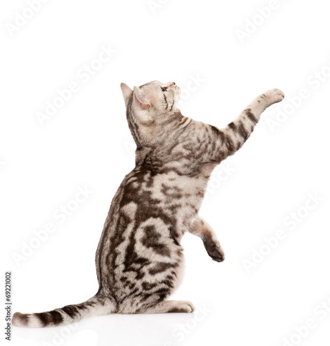 Fototapeta Naklejka Na Ścianę i Meble -  playful tabby cat in profile. isolated on white background