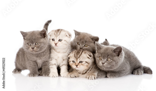 group scottish and british shorthair kittens. isolated on white