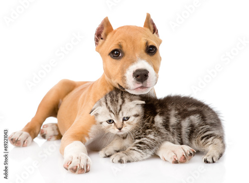 kitten and puppy together. isolated on white background