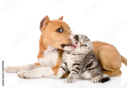 stafford puppy kissing little tabby kitten. isolated on white ba