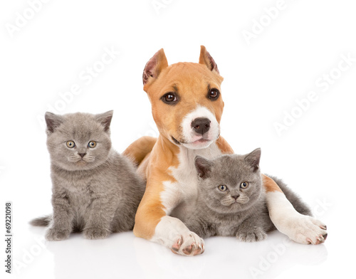 stafford puppy and two kittens lying together. isolated on white