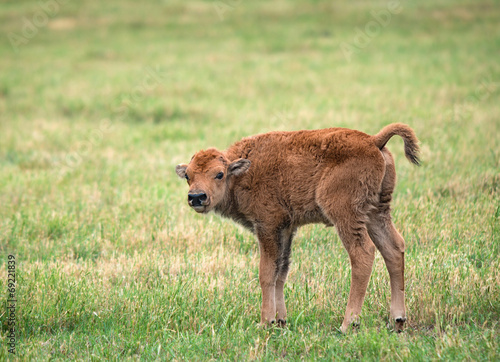 Cute buffalo bison calf on green pasture