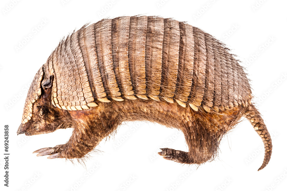 Obraz premium Stuffed Armadillo