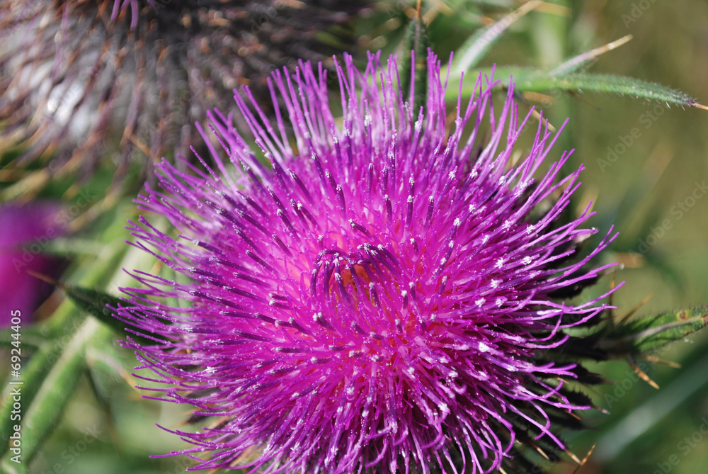 Prickly milk thistle in all its splendor on a greenish unfocused Prickly milk thistle in all its splendor on a greenish unfocused