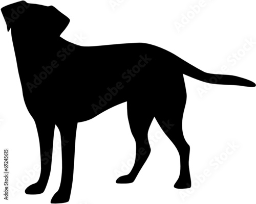 Hund