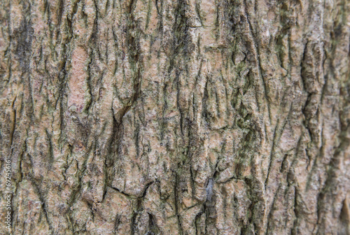 Detail of oak tree bark