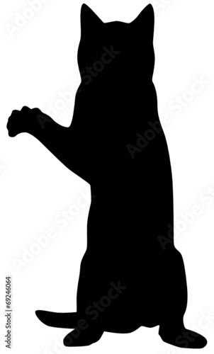 Katze