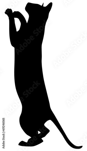 Katze