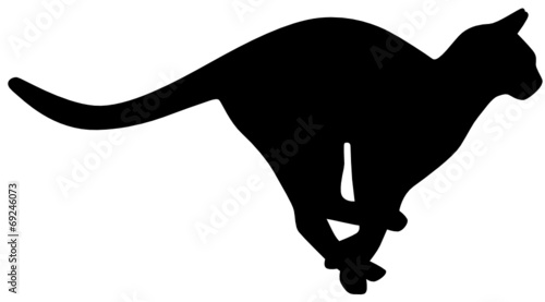 Katze