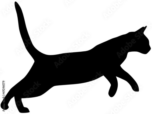 Katze