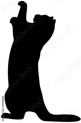 Katze