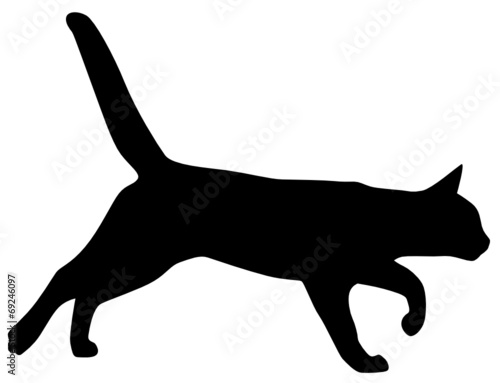 Katze