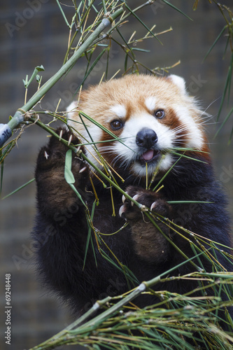 Photos Lesser Panda eating bamboos