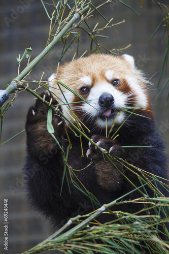 Lesser Panda eating bamboos