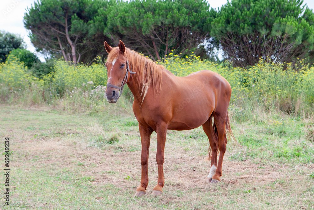 Fototapeta premium Brown Horse in a meadow