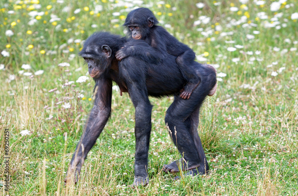 Naklejka premium Bonobo et son petit