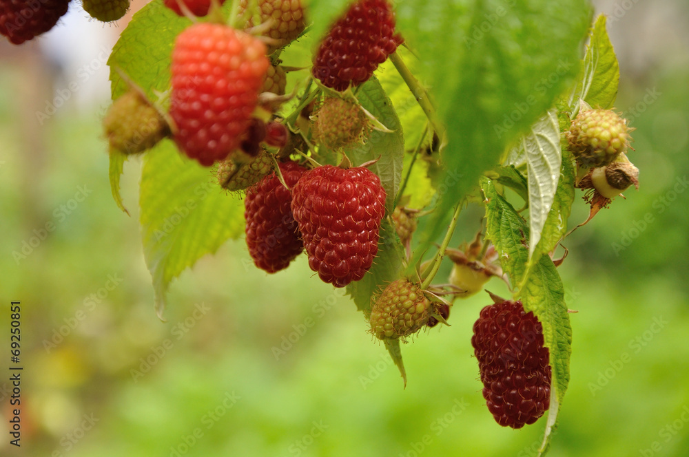 branch of red raspberry
