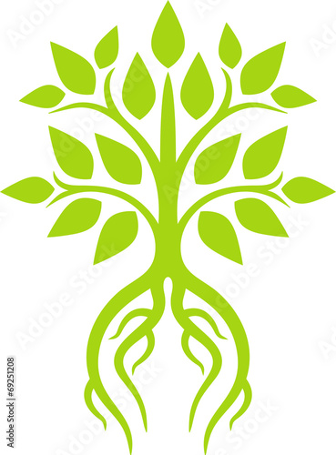 Tree and roots