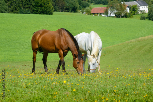 Fototapeta Naklejka Na Ścianę i Meble -  Pferdeidylle am Reiterhof