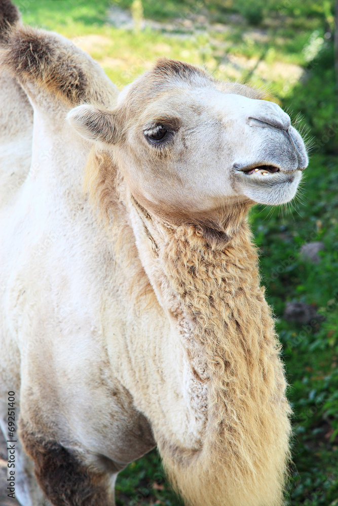 Camel on a background of aviary.