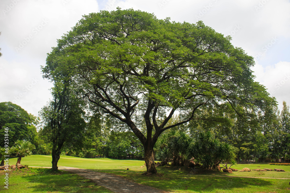 Fototapeta premium Rain Tree in green field