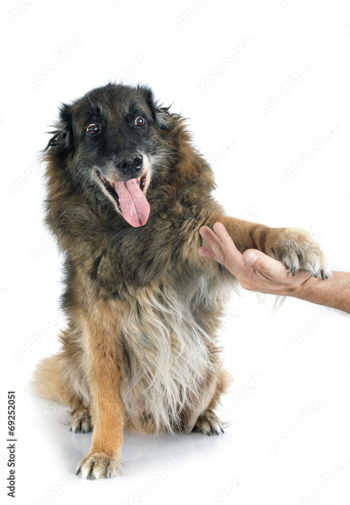 old belgian shepherd old belgian shepherd