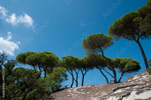 mediterranean parasol pines