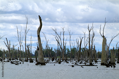 Australia, VIC, Lake Mulwala photo