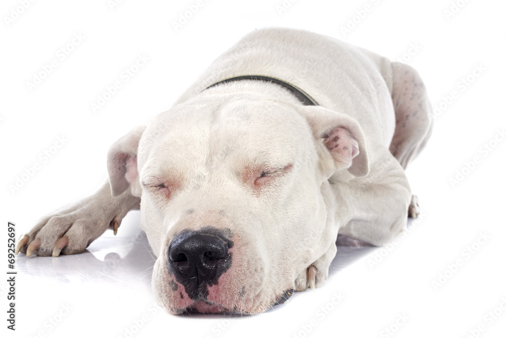 Obraz premium argentinian dog