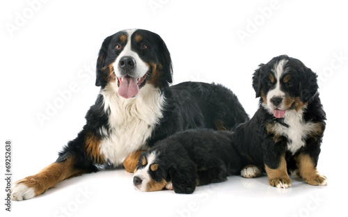 puppies and adult bernese moutain dog