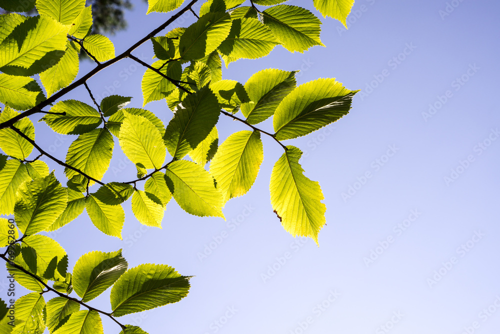 Obraz premium linden tree leaves in sunlight