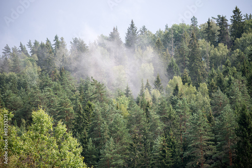 misty forest after the rain in summer