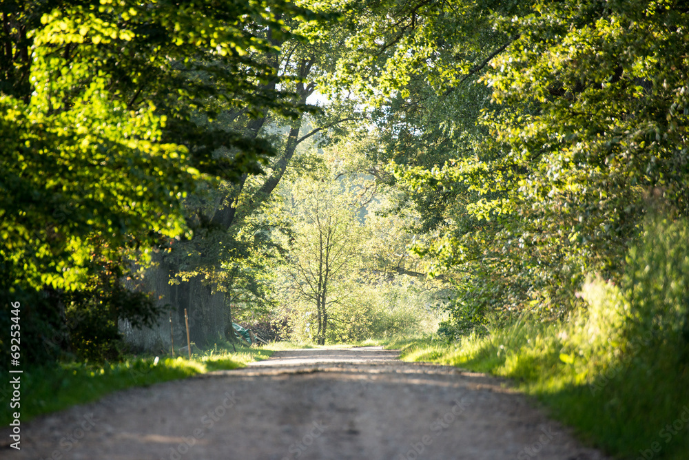 country road alley lit by evening sun country road alley lit by evening sun