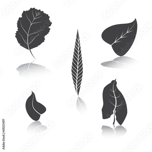 Herbarium of silhouette leaves. A vector illustration. 2