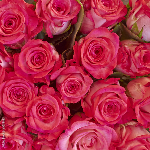rde roses closeup  natural background