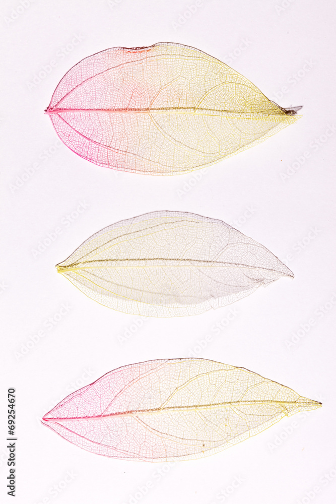 color leaves color leaves