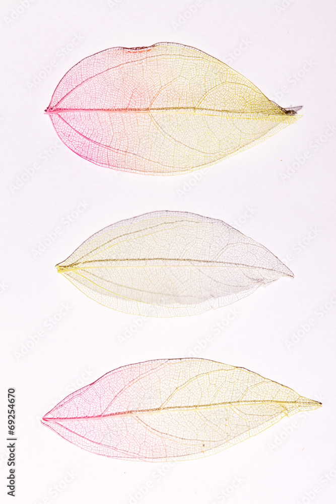 color leaves