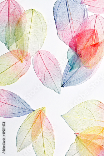 color leaves
