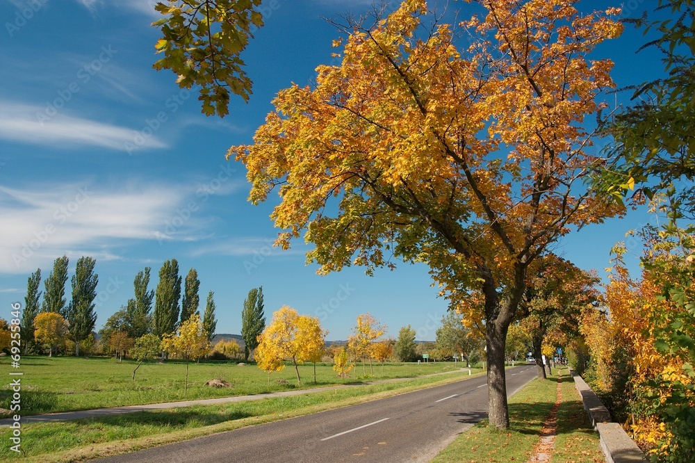 Autumn road