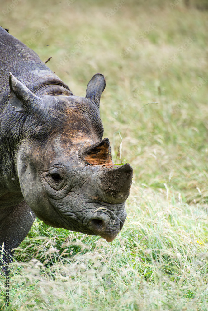 Black rhinoceros diceros bicornis michaeli in captivity Black rhinoceros diceros bicornis michaeli in captivity