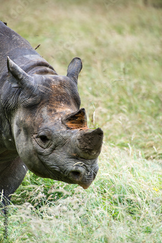 Black rhinoceros diceros bicornis michaeli in captivity © veneratio