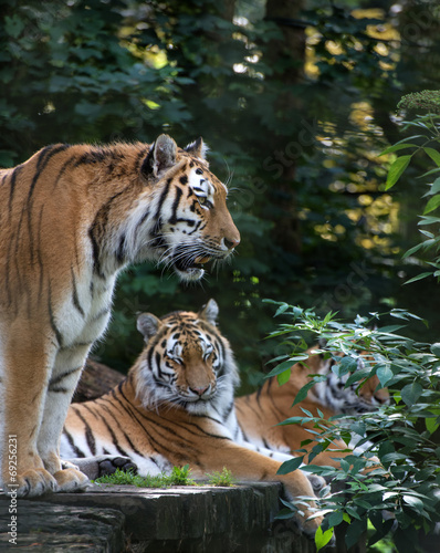 Fototapeta Naklejka Na Ścianę i Meble -  Bengal tiger panthera tigris tigris in captivity